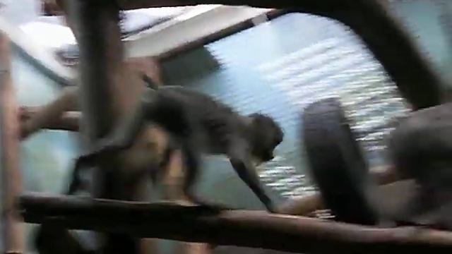 капоэйра по-обезьяньи смотреть онлайн