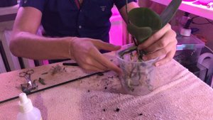 ЭКСПЕРИМЕНТ №3. Посадка орхидеи в керамзит с перлитом!!! Ждем результатов....