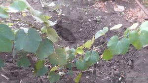 Как можно ещё ускорить созревание лозы на винограде