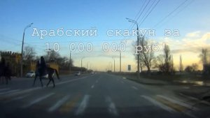 Арабский скакун за 10 млн рублей