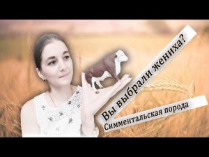 Выводка быков-производителей Симментальской породы