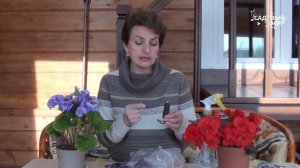 Чудесный ароматный цветок мирабилис. Как вырастить из семян