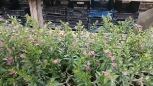 Куфея. Итоги черенкования.