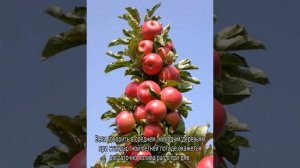 Яблоня Созвездие (колоновидная)