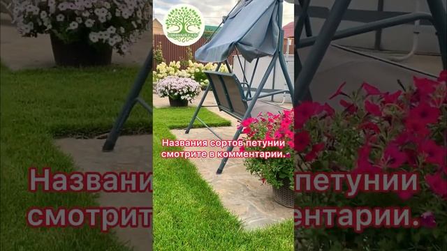 ЛАНДШАФТНЫЙ ДИЗАЙН УЧАСТКА. ПЕТУНИИ, ГОРТЕНЗИИ, РУЛОННЫЙ ГАЗОН. смотреть онлайн