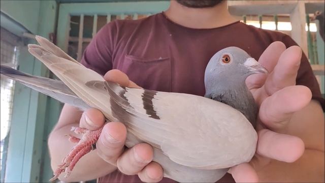 Similar Pigeon Colours смотреть онлайн