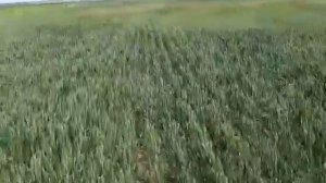 0357-21. Пшеница сорт Караван (озимый), посев начало ноября. 16 Июня 2020 года.