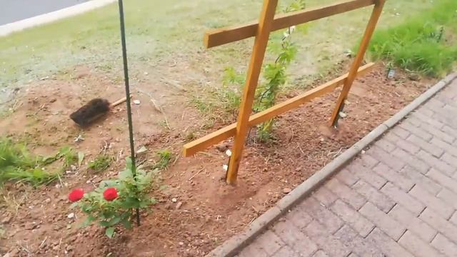 ОПОРА ДЛЯ ПЛЕТИСТЫХ РОЗ СТОЙКА СВОИМИ РУКАМИ. ЛЕГКО И БЫСТРО. Уход за розами. смотреть онлайн