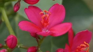 Jatropha integerrima #plants #travellingwithmrik