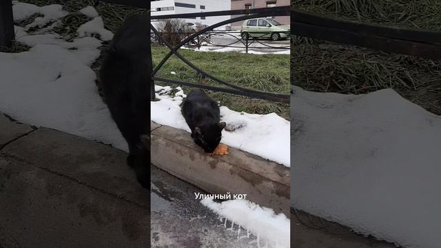 Уличный кот. смотреть онлайн