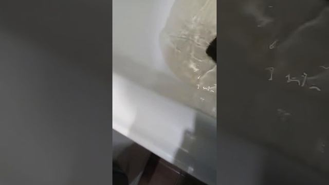 Как ухаживать за морскими свинками плавают ли ини смотреть онлайн