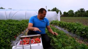 45/20Сорт клубники Королева Елезовета 2. Проверка на Brix. Дачный сорт клубники