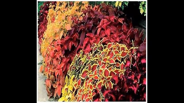 Coleus blumei Rainbow Mix  FLOWER SEEDS on  www.MySeeds.Co смотреть онлайн