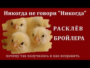 Цыплят едва не сгубила. Отчего могут погибать цыплята. Взвешивание, 7 суток бройлеру - славный корм