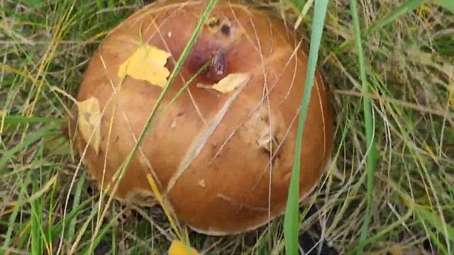 ОГРОМНЫЕ БЕЛЫЕ ГРИБЫ НА ОПУШКЕ ЛЕСА В ПОДМОСКОВЬЕ смотреть онлайн