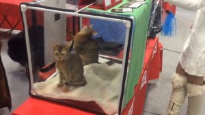 Выставка кошек в Москве