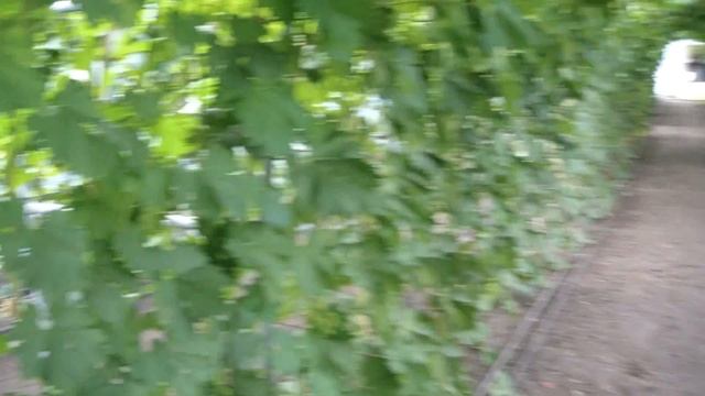 Виноград в теплице . ЛПХ Макаревич Уссурийск . Цымбал Владимир Александрович