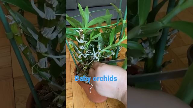 Kunin natin ang baby orchid(short)