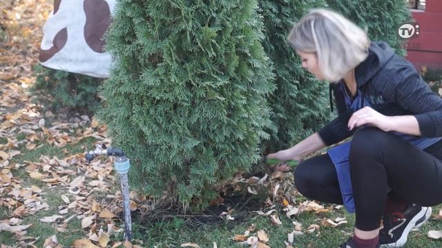 Уход за хвойными перед зимовкой ? Влагозарядковый полив для Туи смотреть онлайн