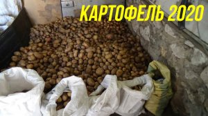 КАК МЫ КАРТОШКУ КОПАЛИ В 2020 ГОДУ | ВЕЕРНАЯ КАРТОФЕЛЕКОПАЛКА ДЛЯ МОТОБЛОКА "НЕВА МБ 2"