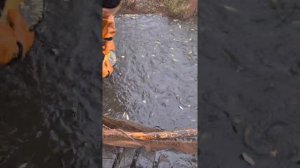 Малёк карпа с.Ефимовка Оренбургской области.