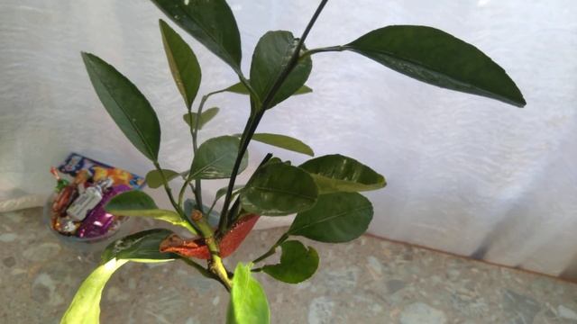 Мандарин Уншиу? смотреть онлайн