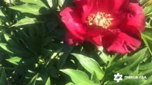 Scarlet heaven peony Скарлет хевен пион. Пулков сад ( 2022 г)