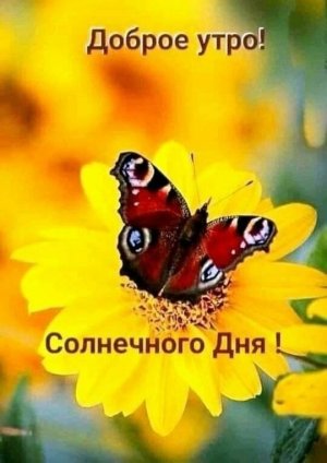 Доброе Утро!!! Самого Доброго Утра Вам!