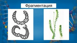 Типы размножения организмов. Видеоурок по биологии 9 класс