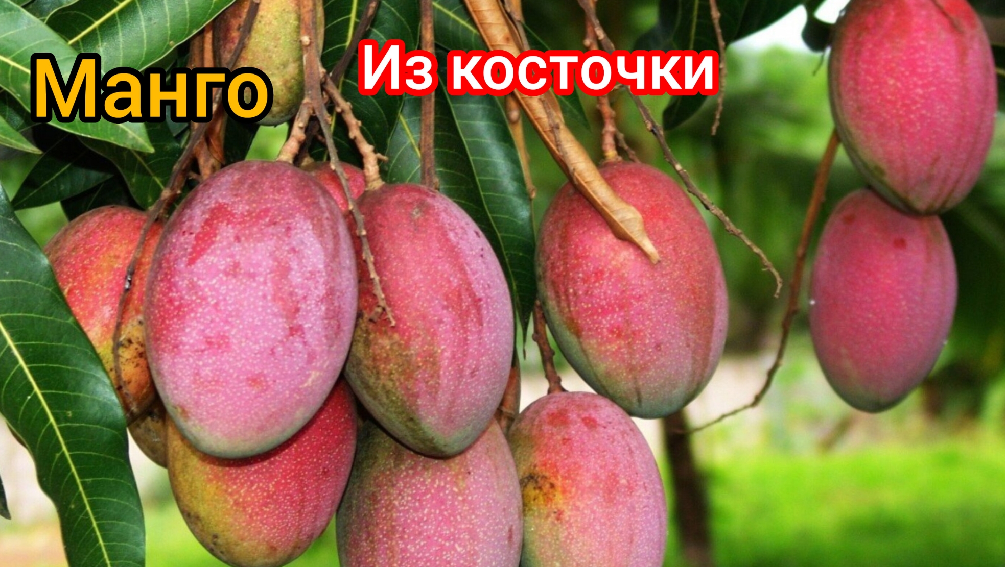 Как <b>вырастить</b> <b>манго</b> из косточки.