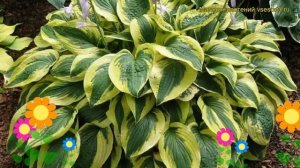 Хоста гибридная Брим Кап. Краткий обзор, описание характеристик hosta hybridum Brim Cup
