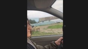 Херейд за Рулём Машины! Херейд Ездит на Машине!
