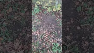 Время размножать смородину, йошту и крыжовник черенками