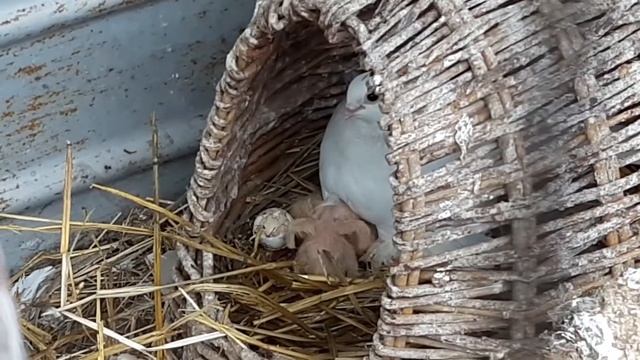Птенцы у белых голубей..????? смотреть онлайн