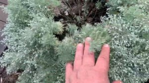 Полынь-трава - любовь поэтов!
