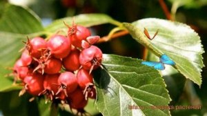 Боярышник сливолистный (crataegus) ? сливолистный боярышник обзор: как сажать, саженцы боярышника