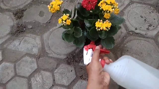 CARA MERAWAT BUNGA CALANDIVA ATAU COCOR BEBEK DI POT смотреть онлайн