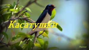 Касатушки.. (рассказ)