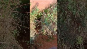 родники в овраге красная круча