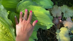 29 июня 2022 г. Хоста Амалия . Hosta Amalia. Hosta garden