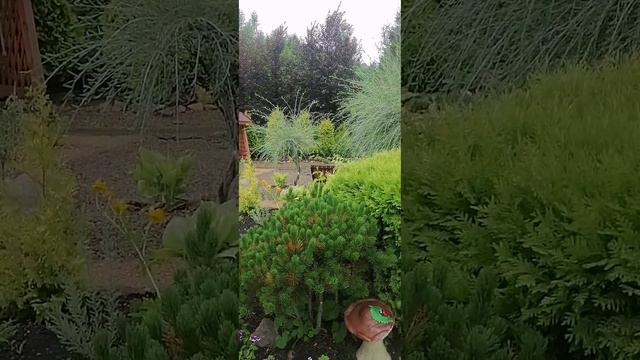 Дендрарий "Алтайское холмогорье" #алтайскийкрай #алтай #природа #дендрарий #россия