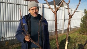 Черешня на карликовом подвое