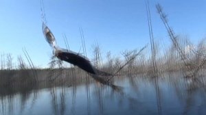 Рыбалка  Ловим щуку на Богучанском водохранилище