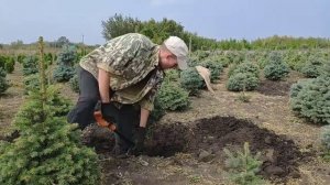 Выкопка Ели Колючей в питомнике