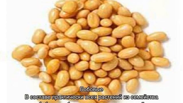 Растительный белок