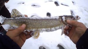 Тройники или двойные крючки на жерлицах, что лучше?