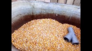 Как очистить кукурузу от початков