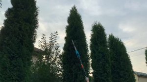 ?СТРИЖКА ТУИ ✂️инструкция✅Как правильно стричь тую ❓❗️Ответы на вопросы