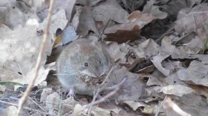 Рыжая полёвка. ( Myodes glareolus )