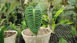 Anthurium Queen và Anthurium King - Cách trị rỉ sắt cho cây